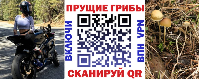 Псилоцибиновые грибы Psilocybe  Карачев 